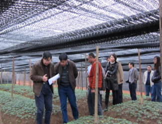 “云南白藥-苗鄉(xiāng)三七”合作的三七訂制農(nóng)場(chǎng)通過國(guó)家GAP認(rèn)證