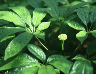 三七是什么？