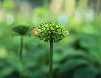 必看！你適合吃三七嗎？