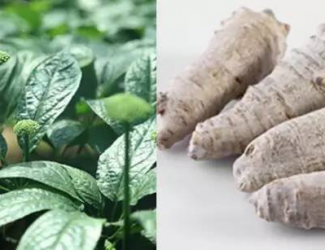 如何挑選道地的三七，買三七需要注意的四點事項