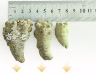 三七頭數(shù)與藥效的關聯(lián)，只看頭數(shù)并不正確