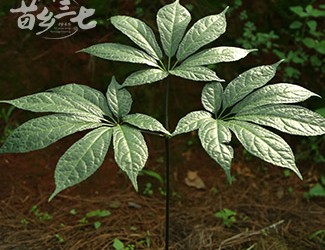 三七與土三七的區(qū)別，土三七含有毒性