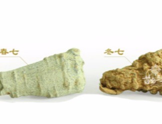 春三七與冬三七區(qū)別詳解，選三七尤其需要注意的知識(shí)