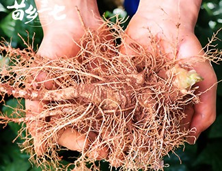鮮三七和干三七哪個效果好，二者區(qū)別對比