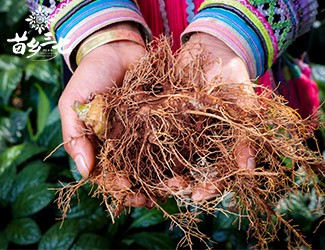 三七補(bǔ)虛強(qiáng)壯，保護(hù)心血管