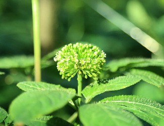 三七可樂，三七醋，三七雪茄煙？——那些新奇的三七產(chǎn)品