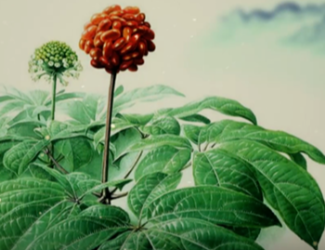 為什么說三七是“十全十美”的植物？