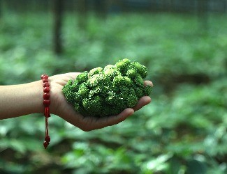 三七圖片大全：三七的一生——采花，采籽（四）