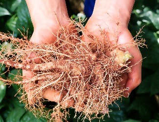 三七圖片大全/三七的一生——采挖、初/精加工（五）