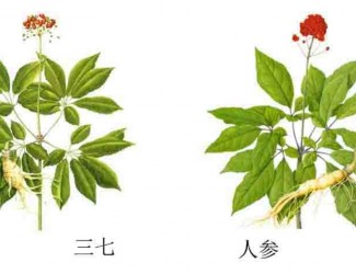 三七人參功效區(qū)別，“北參南七”說法的由來
