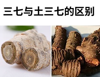 揭秘土三七和三七的差異性，警惕吃錯易導(dǎo)致肝臟衰竭