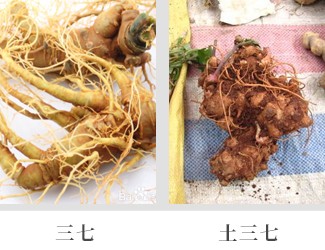 文山三七價(jià)格琳瑯滿目，當(dāng)心三七和土三七區(qū)別