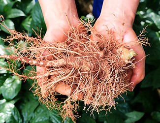 服用三七，也別忘了試試鮮三七