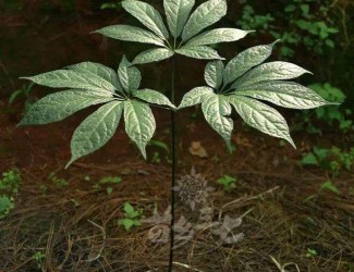 三七既止血又活血,這不是矛盾的嗎？多少劑量時三七發(fā)揮止血或活血？