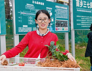 苗鄉(xiāng)三七良種喜獲豐收?。?！