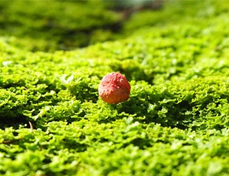 一顆紅籽，千年的“金不換”