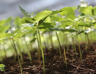 種三七竟然這么多講究！